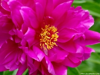 62409CrLe - Peonies in our front garden   Each New Day A Miracle  [  Understanding the Bible   |   Poetry   |   Story  ]- by Pete Rhebergen